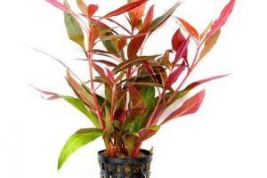 Алкера Алкера